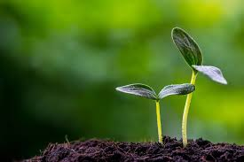 Two young green seedlings growing from dark soil against a soft green background